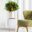 Honeycomb Style Egg Planter with Feet-57886062-57886056
