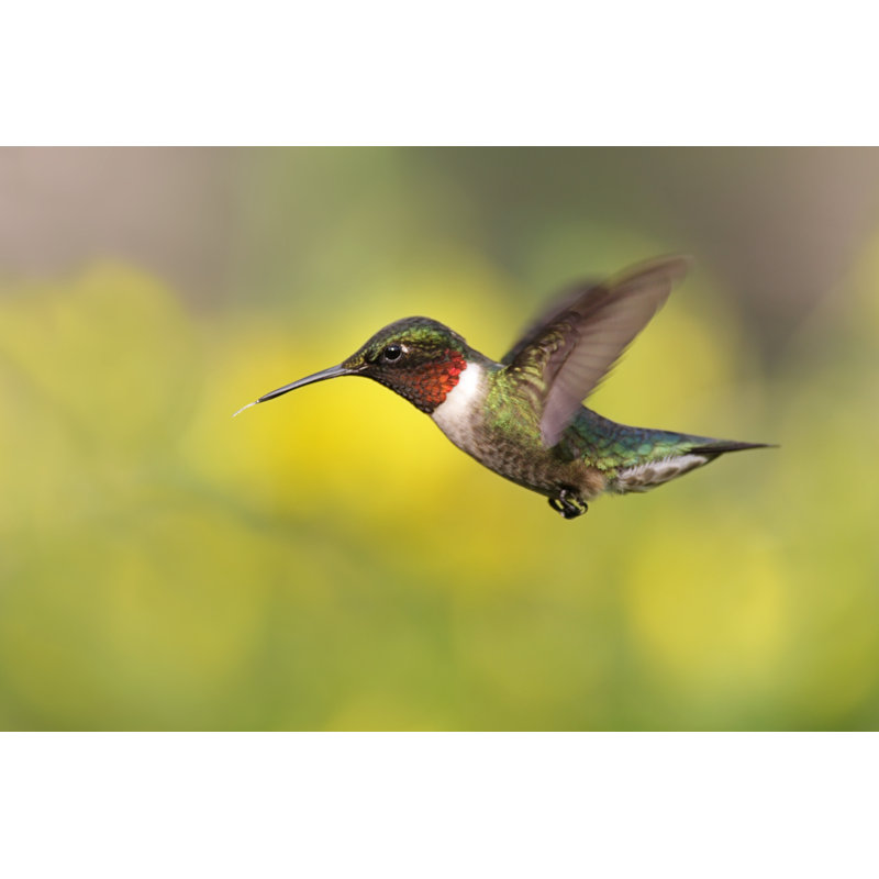 Rubis par Stevebyland - Photographie sur toile tendue, L 12 po x H 8 po