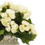 Begonia Arrangement In Ceramic Vase-1515626262