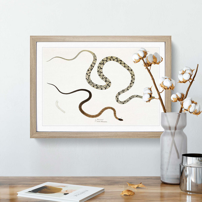 Illustrations of Snakes by John Edward Gray - Picture Frame Painting Print, Oak Framed, 27cm H x 36cm W x 2cm D