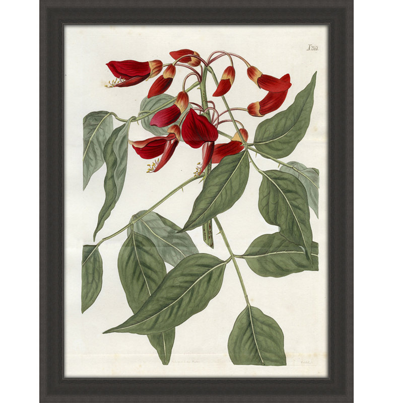 Large Red Botanical II Print