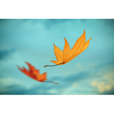 Falling - Wrapped Canvas Print