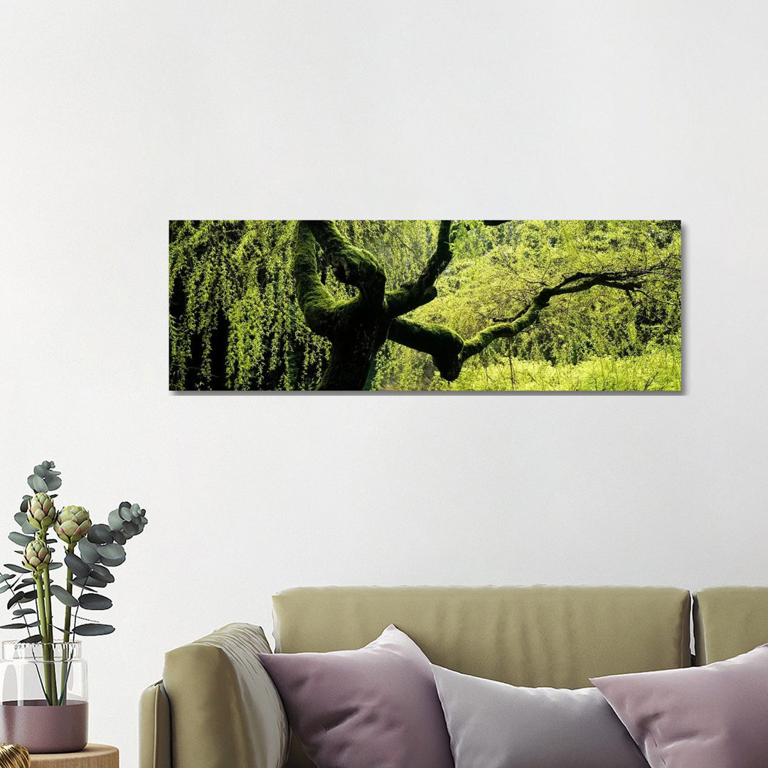 Moss Growing On The Trunk Of A Weeping Willow Tree, Japanese Garden - Wrapped Canvas Panoramic Print