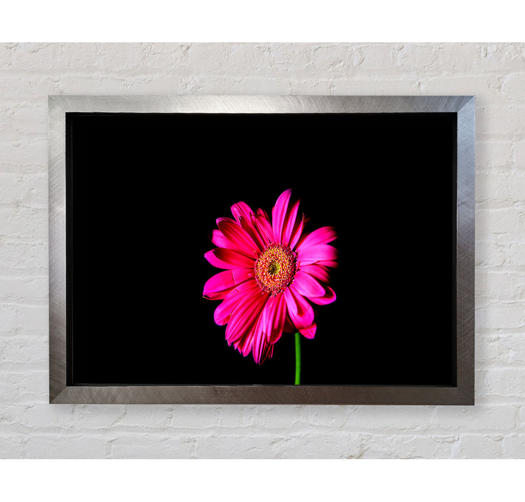 Hot Pink Gerber Daisy - Einzelner Bilderrahmen Kunstdrucke