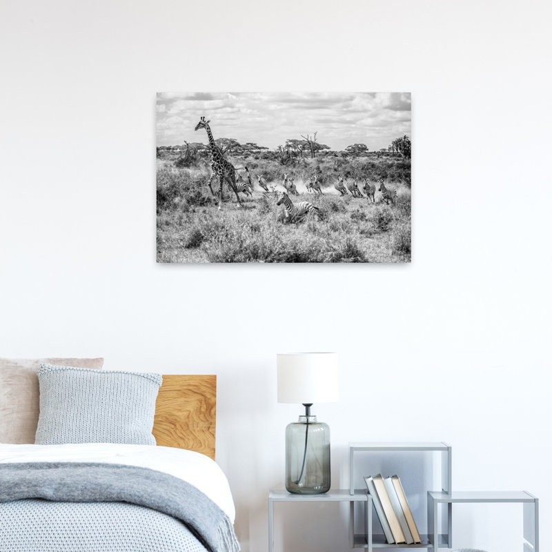 Giraffe And Zebras Running Dramatic Contemporary Giraffe Zebra Nature Wildlife Wall Art Print, 60.96cm H x 91.44cm W
