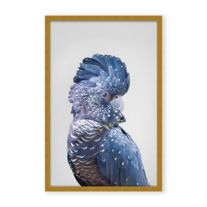 Nature Inspired Black Cockatoo by  - Picture Frame Photograph on Paper, 48" H x 32" W x 1.125" D, Framed Matted Print, Black