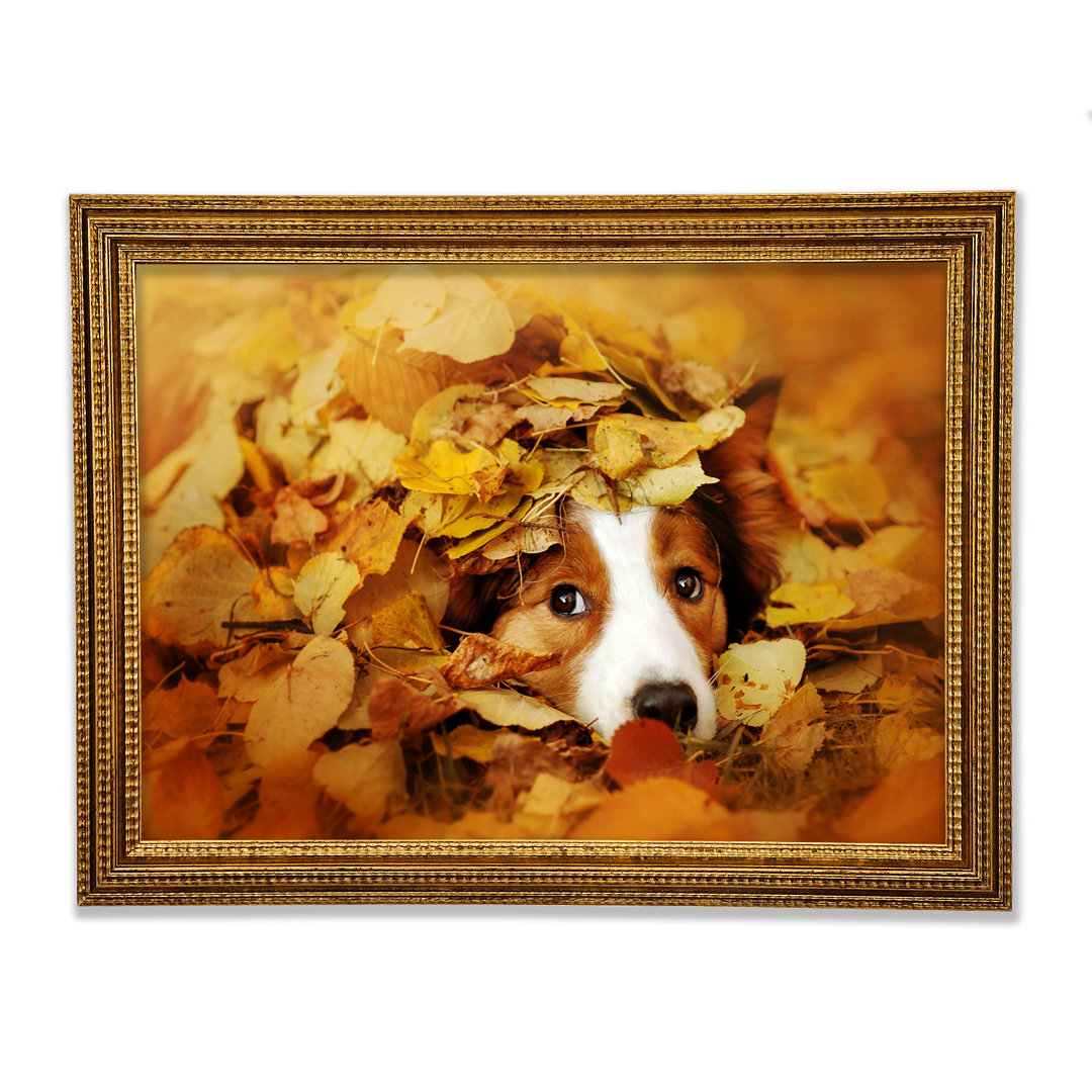 Hund im Herbstlaub - Druck