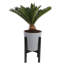 Sago Palm Tree in Décor Planter
