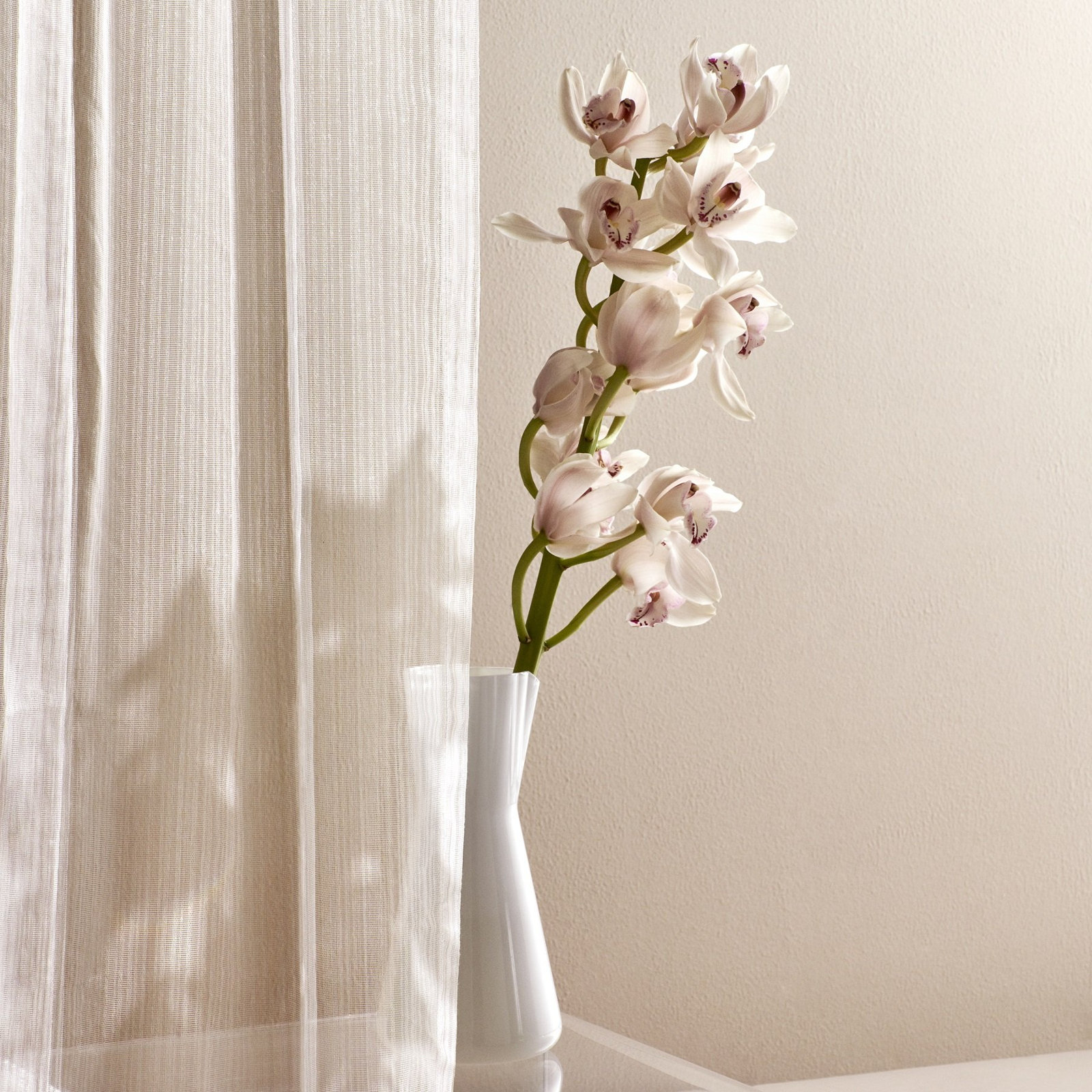 Lady 33.81oz. Pitcher, Opal White