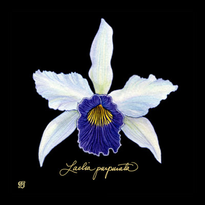 Orchidée vive IV