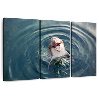 Brampt Excited Dolphin