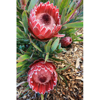Protea Flowers par Lovleah - Photographie sur toile tendue