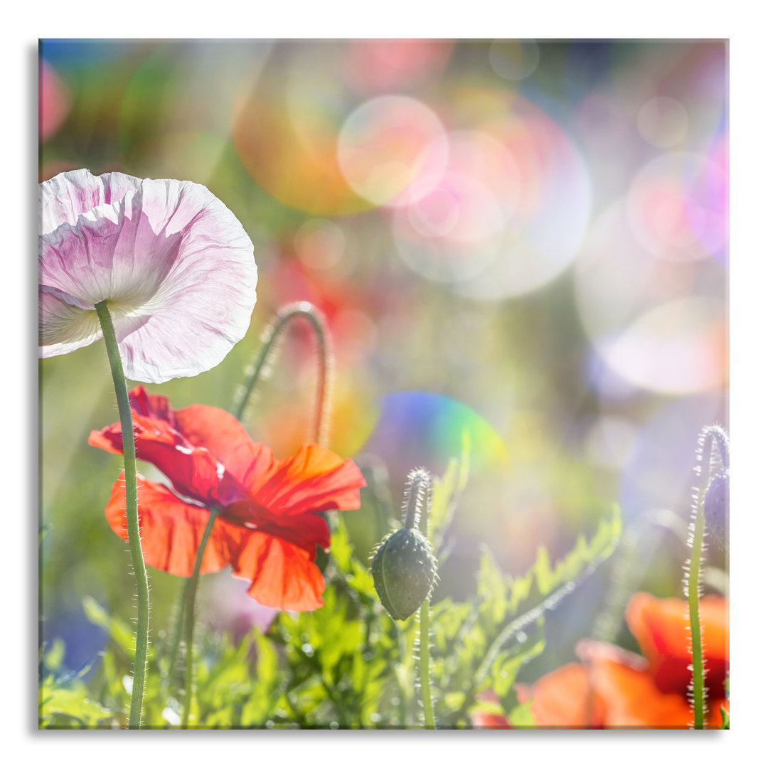 Glasbild Kalifornischer Mohn im Frühling