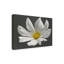 "Cosmos bolognaise", impression sur toile-95429985