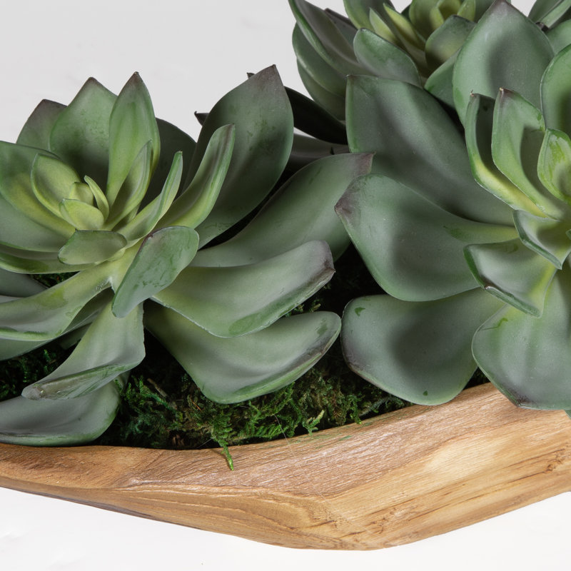 Handcrafted Teak Wood Succulent Centerpiece with Moss