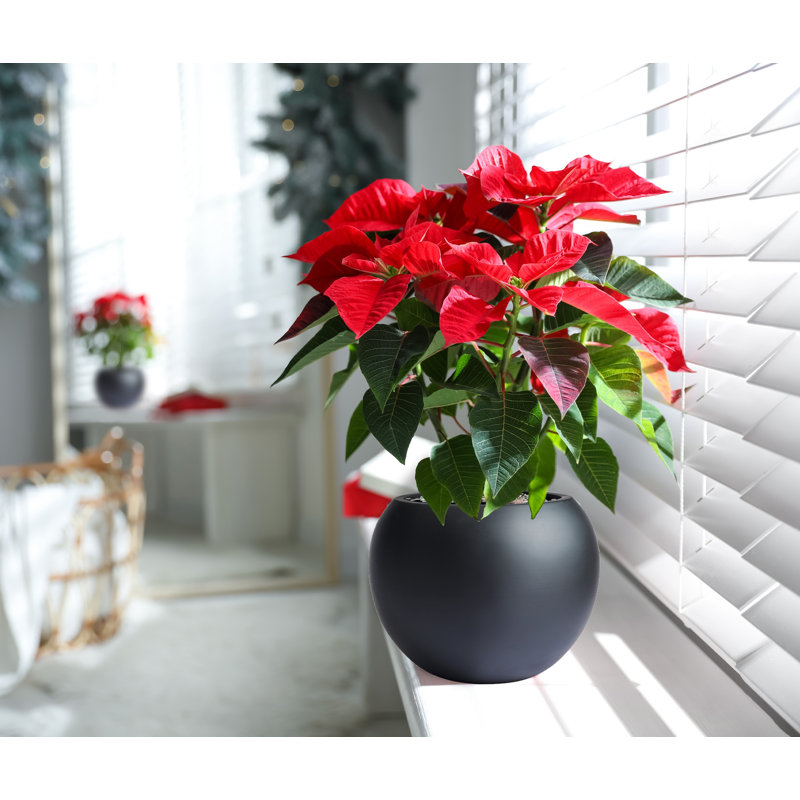 Pot de fleurs Dorlis Fiberstone, H 10 po x l 13 po x P 13 po, Noir