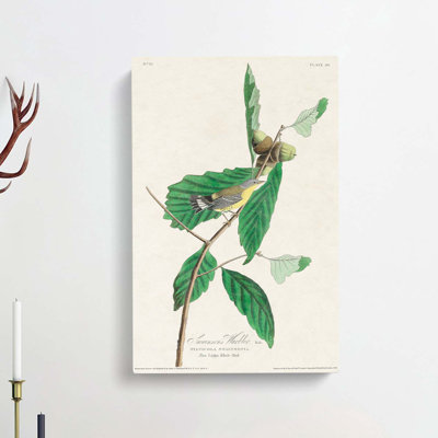 Warbler Bird by John Audubon - Wrapped Canvas
