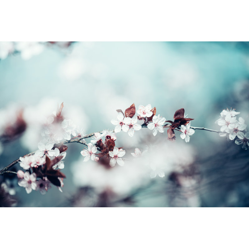 Cherry Tree In Spring by Borchee - No Frame Print on Canvas, 61cm H x 91cm W