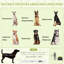 Tente de camping portative pour animaux avec sac de transport pour la plage