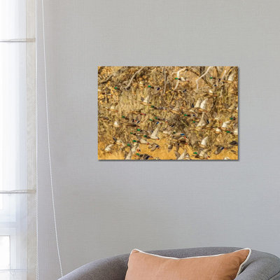 USA, New Mexico, Bosque Del Apache National Wildlife Refuge. Mallard Duck Flock Flying. by Jaynes Gallery - Wrapped Canvas Gallery-Wrapped Canvas Giclée