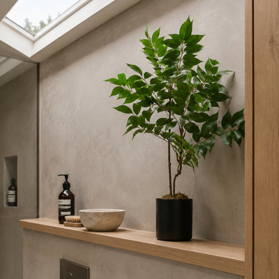 Toona Siensis Arrangement in Pot