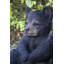 Ourson noir assis