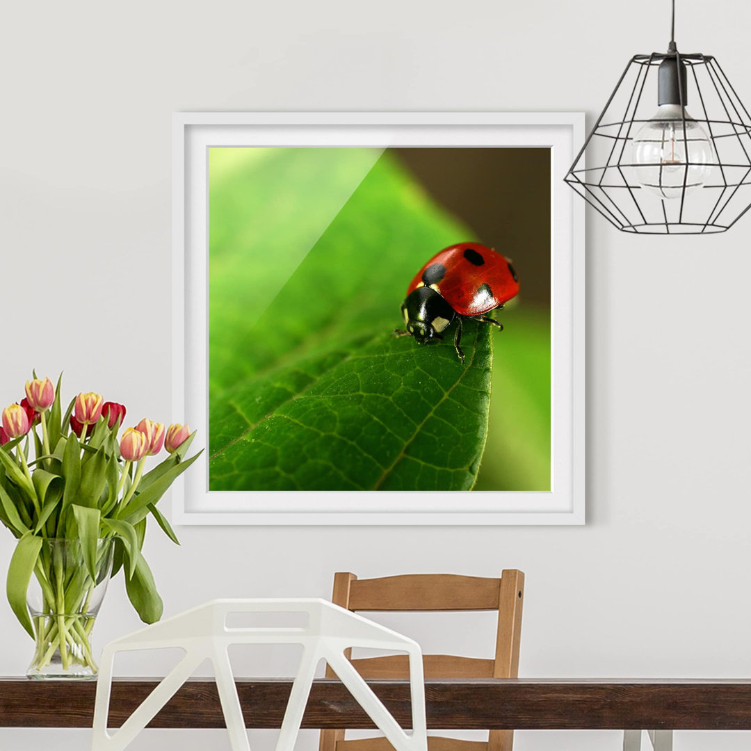 Gerahmtes Poster Ladybird