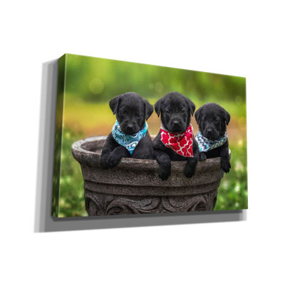 " Black Lab Pups 8 " by Jonathan Ross