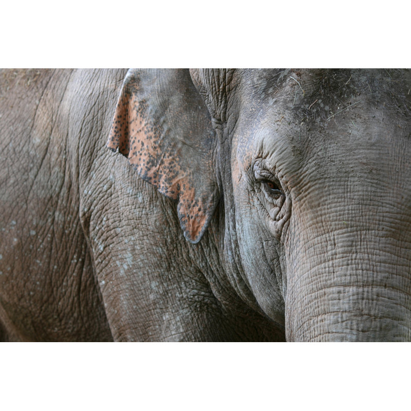 Asian Elephants Eye - Wrapped Canvas Print