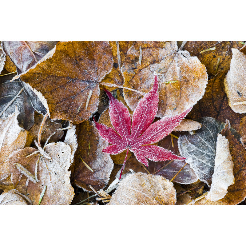 Maple Leaf In Frost - Wrapped Canvas Print, 30cm H x 46cm W x 3.8cm D
