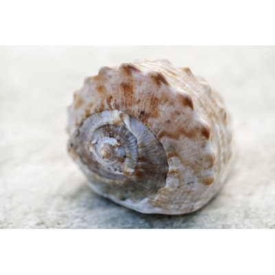 Portrait de coquille V
