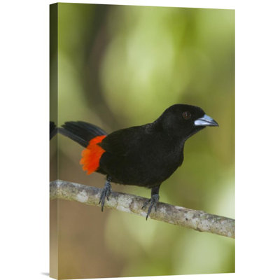 " Scarlet-Rumped Tanager Male "