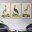Heron Portrait I, ensemble de 3 toiles encadrées-97792280-97792281