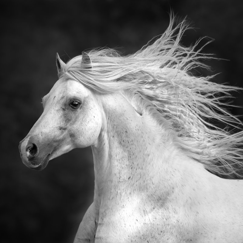 "B&W Horses IV" par PHBurchett, impression sur toile, H 12 po x l 12 po x P 1,25 po, Toile tendue