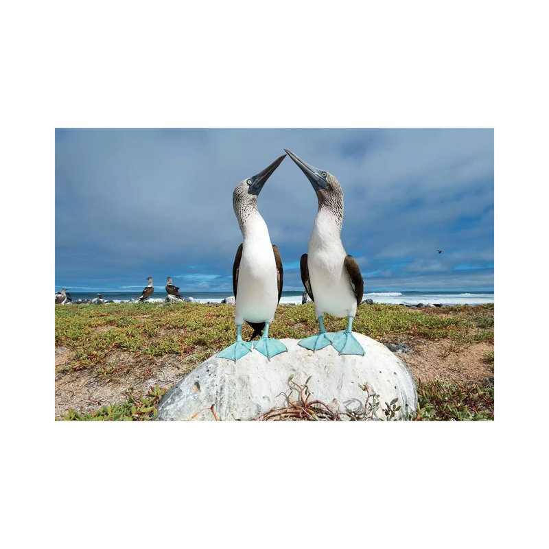 Blue-Footed Booby Pair Courting, Santa Cruz Island, Galapagos Islands, Ecuador by Tui De Roy - Wrapped Canvas Print