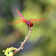 Celise Red Dragonfly - Wrapped Canvas Print