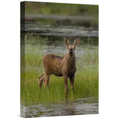 " Alaska Moose Calf Standing "