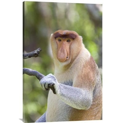 " Proboscis Monkey Dominant Male "
