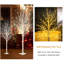 Arbres illuminés
