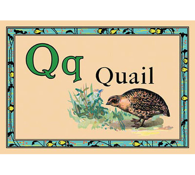 " Quail "
