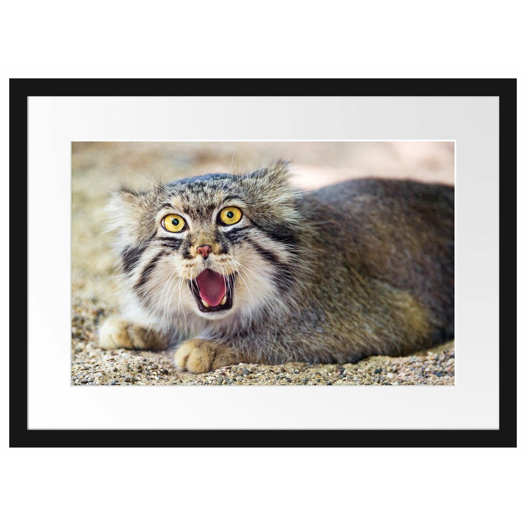 Schüchterner Manul Gerahmter Fotodruck Poster