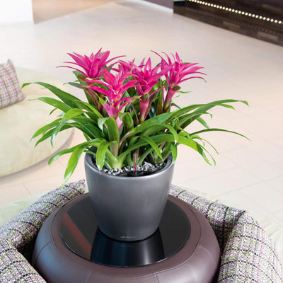 Classico Pot Planter