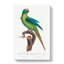 Peach-Fronted Parakeet by F. Levaillant - Wrapped Canvas-55366422