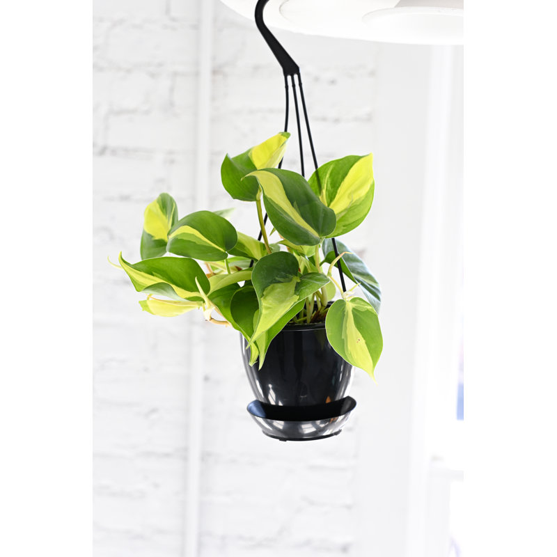 Live Brazil Philodendron Plant in Hanging Pot
