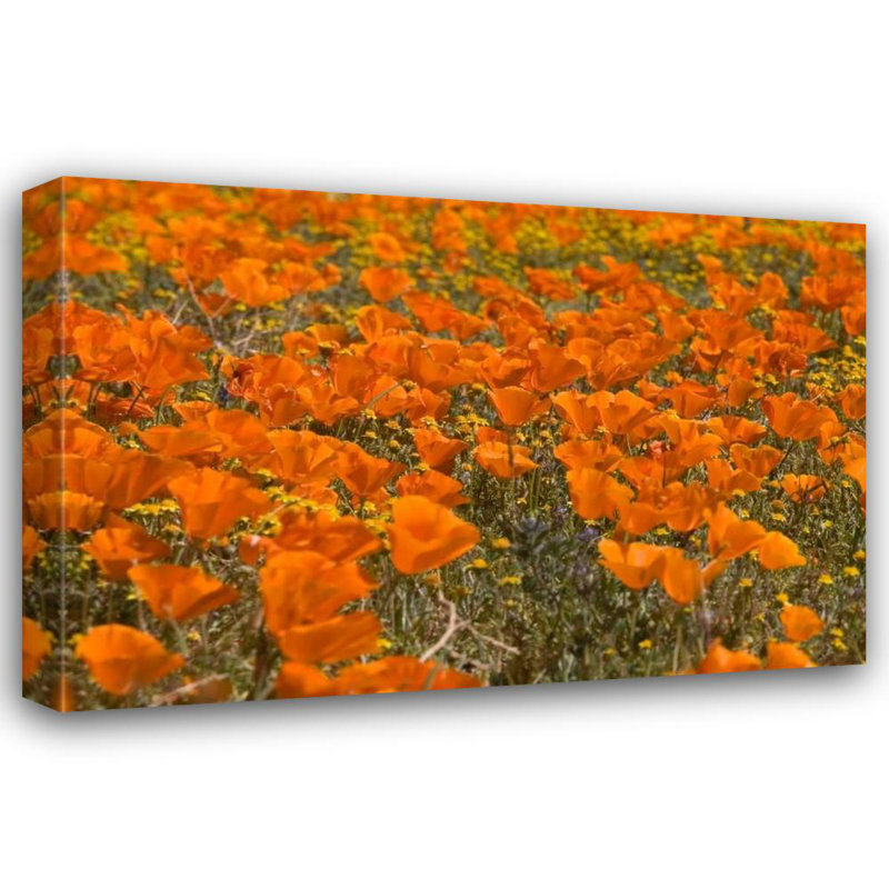 Art sur toile tendue par Latitude Run® Peterson, Lee, California Poppies I, H 17 po x l 24 po
