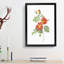 Austrian Briar Rose by Pierre-Joseph Redoute - Framed Print-55456912-55456913