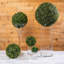 Topiaire buis ball plante-1320063272