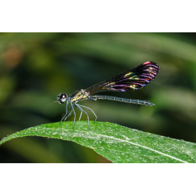 Dorrington Dragonfly - Wrapped Canvas Print