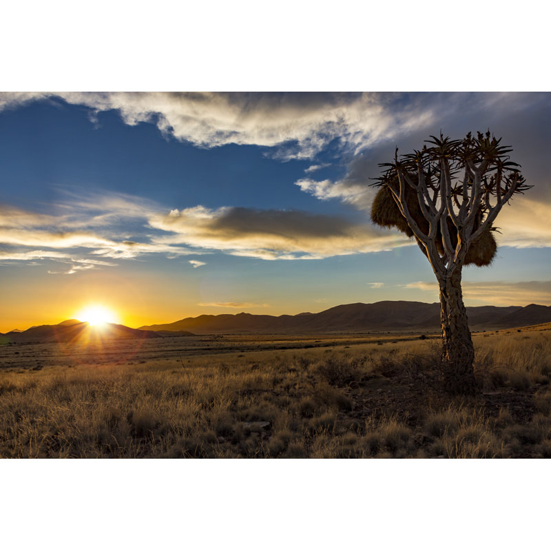 Lealan Sunset Quiver Tree - Wrapped Canvas Print, 30cm H x 46cm W x 3.8cm D