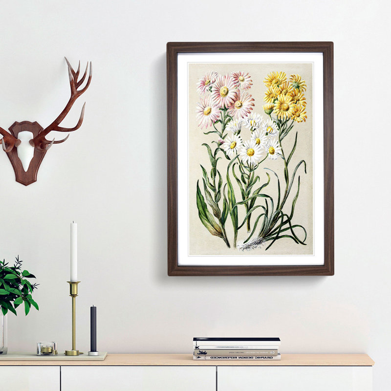 Groundsel Daisy Flowers by Sarah Featon - Picture Frame Painting Print, 36cm H x 27cm W x 2cm D, Walnut Framed